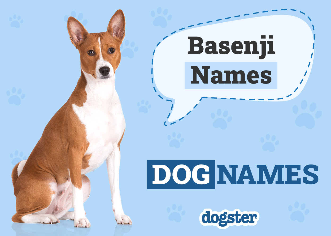 150 Popular & Unique Basenji Names (With Meanings)