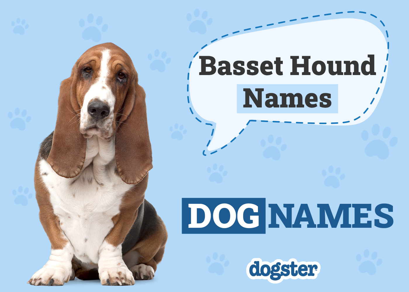 150+ Basset Hound Names: Unique & Fun Options