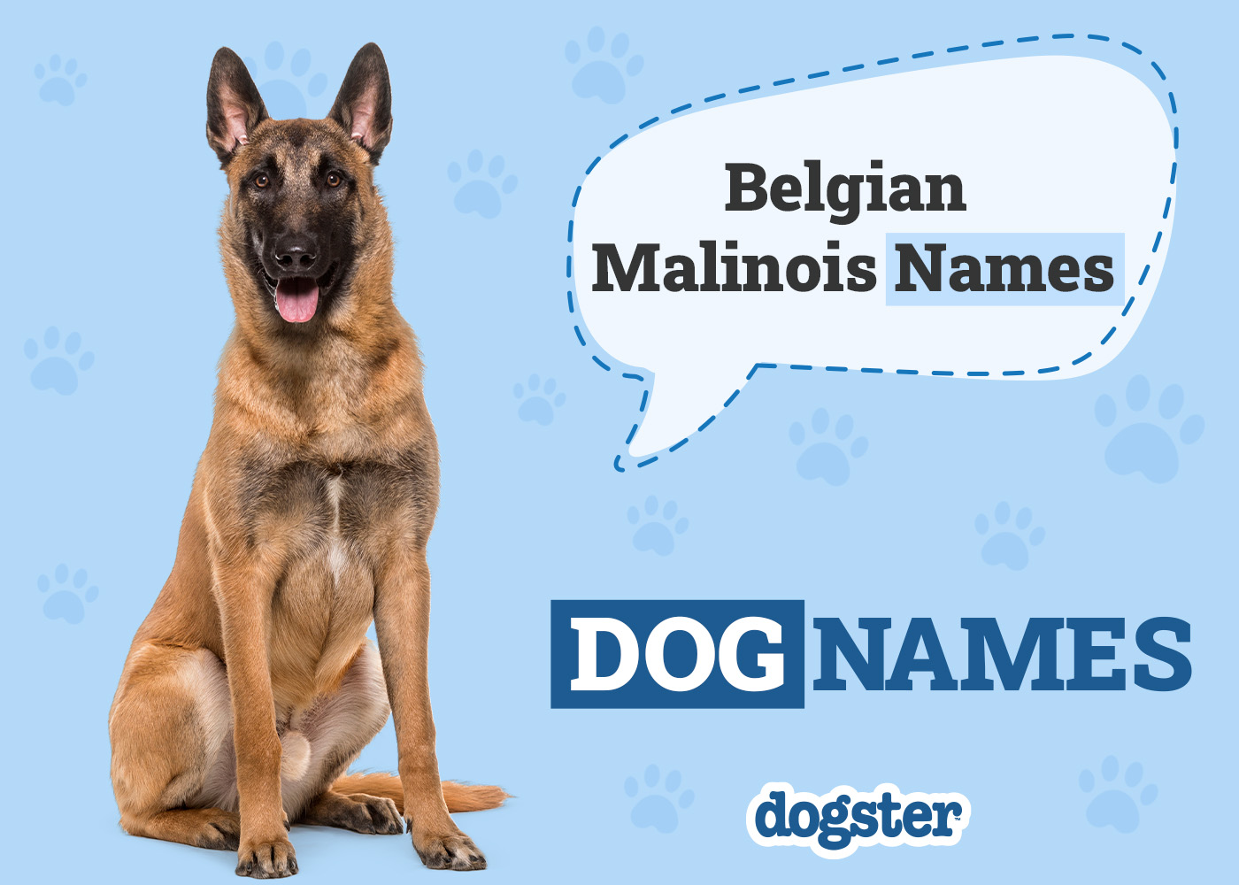 190+ Belgian Malinois Dog Names: Popular & Unique Ideas