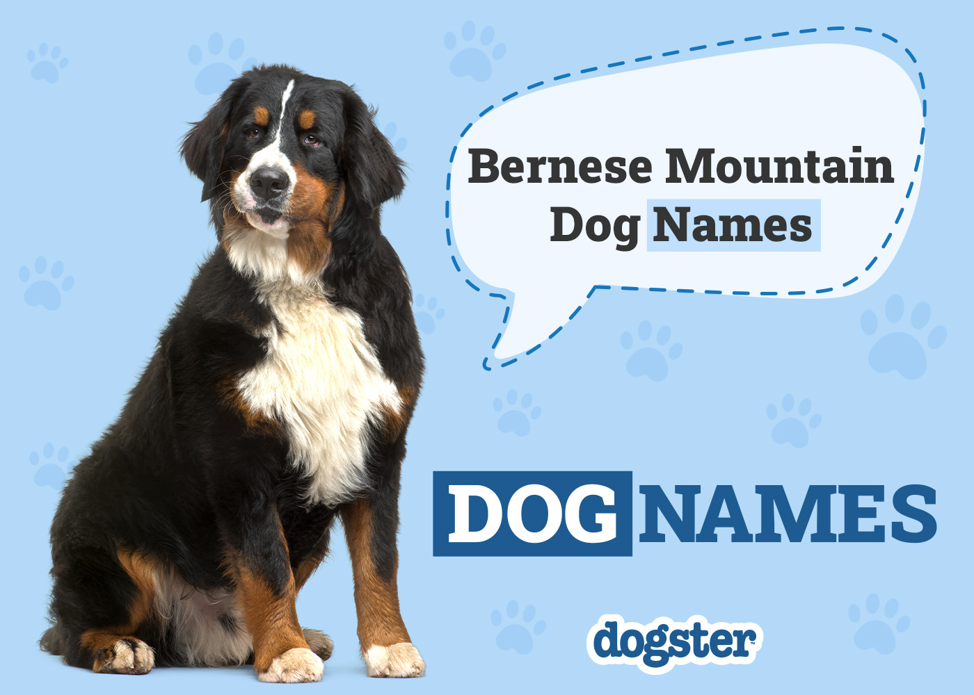403 Bernese Mountain Dog Names: Ideas for Giant Cuddly Dogs