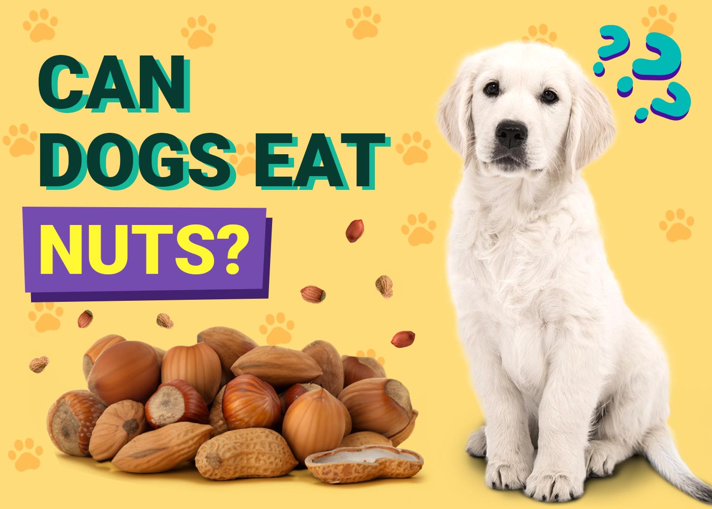 Can Dogs Eat Nuts? Vet-Reviewed Health & Safety Explained