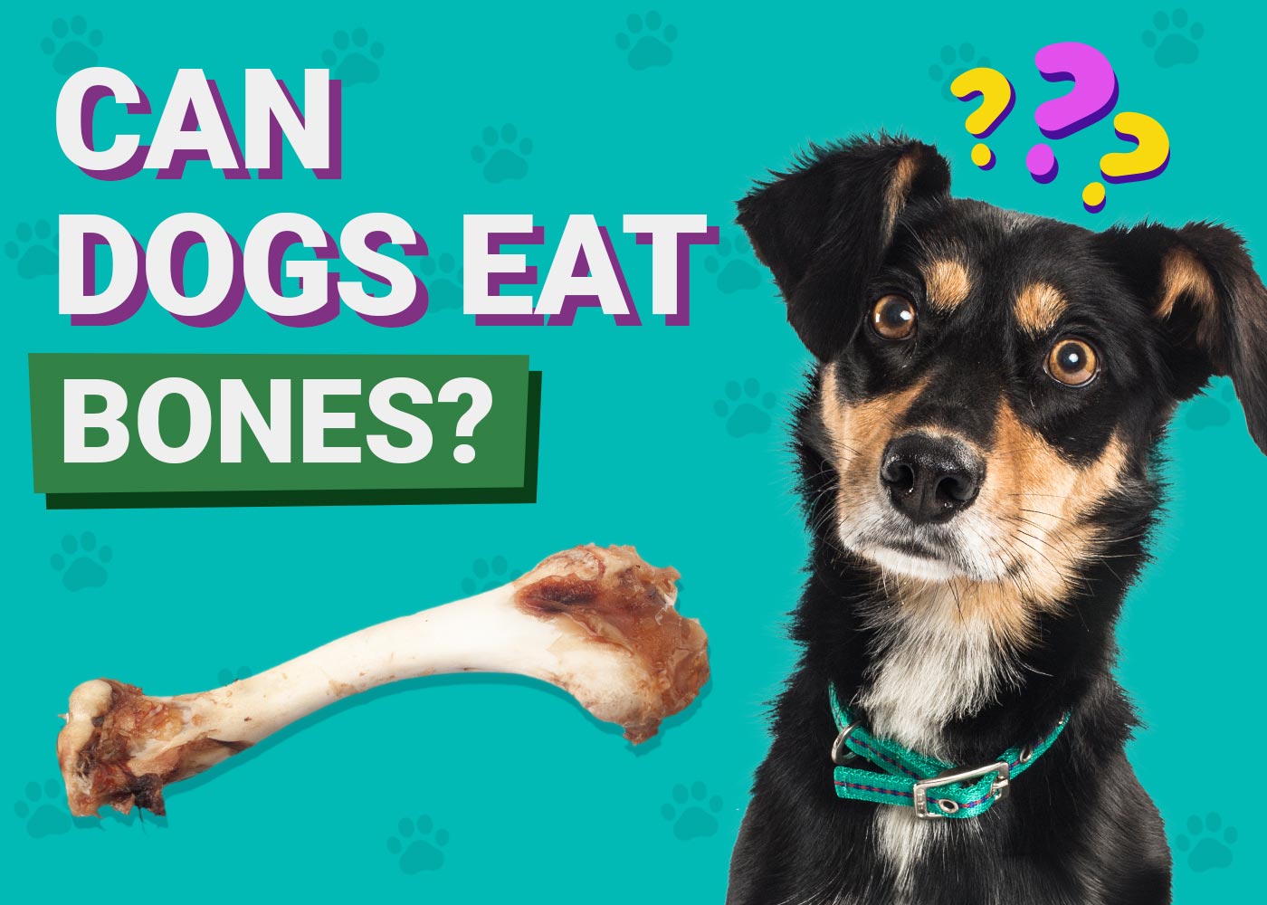 What Kinds of Bones Can Dogs Eat? 3 Vet-Approved Options