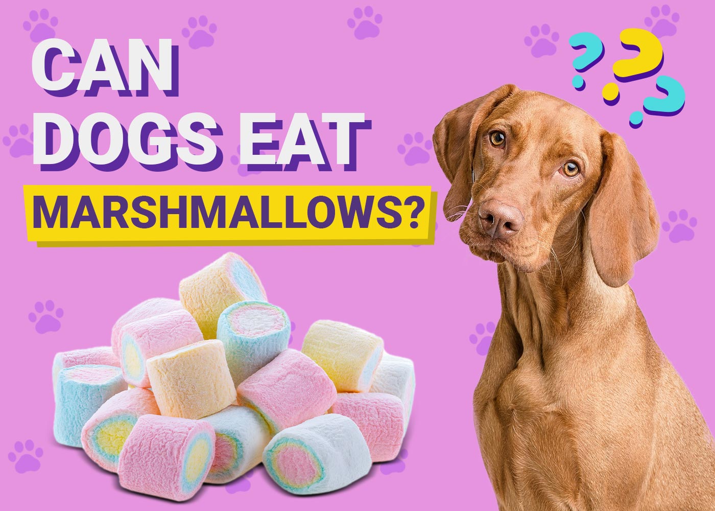 Can Dogs Eat Marshmallows? Vet-Verified Risks & FAQ