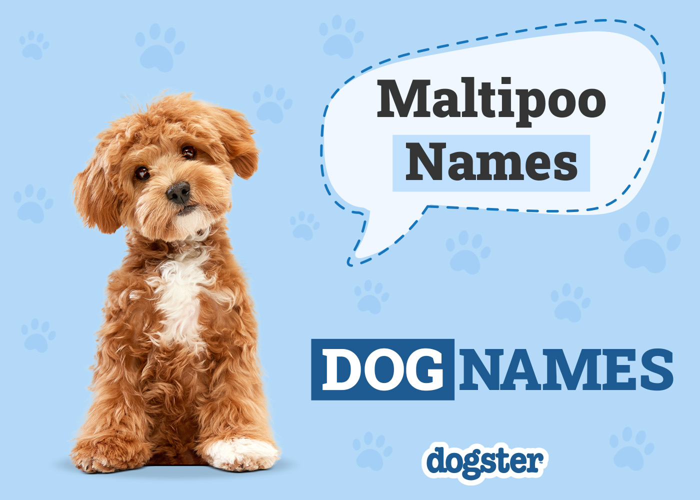 160 Awesome Maltipoo Names: Fun & Cute Options for Your Dog