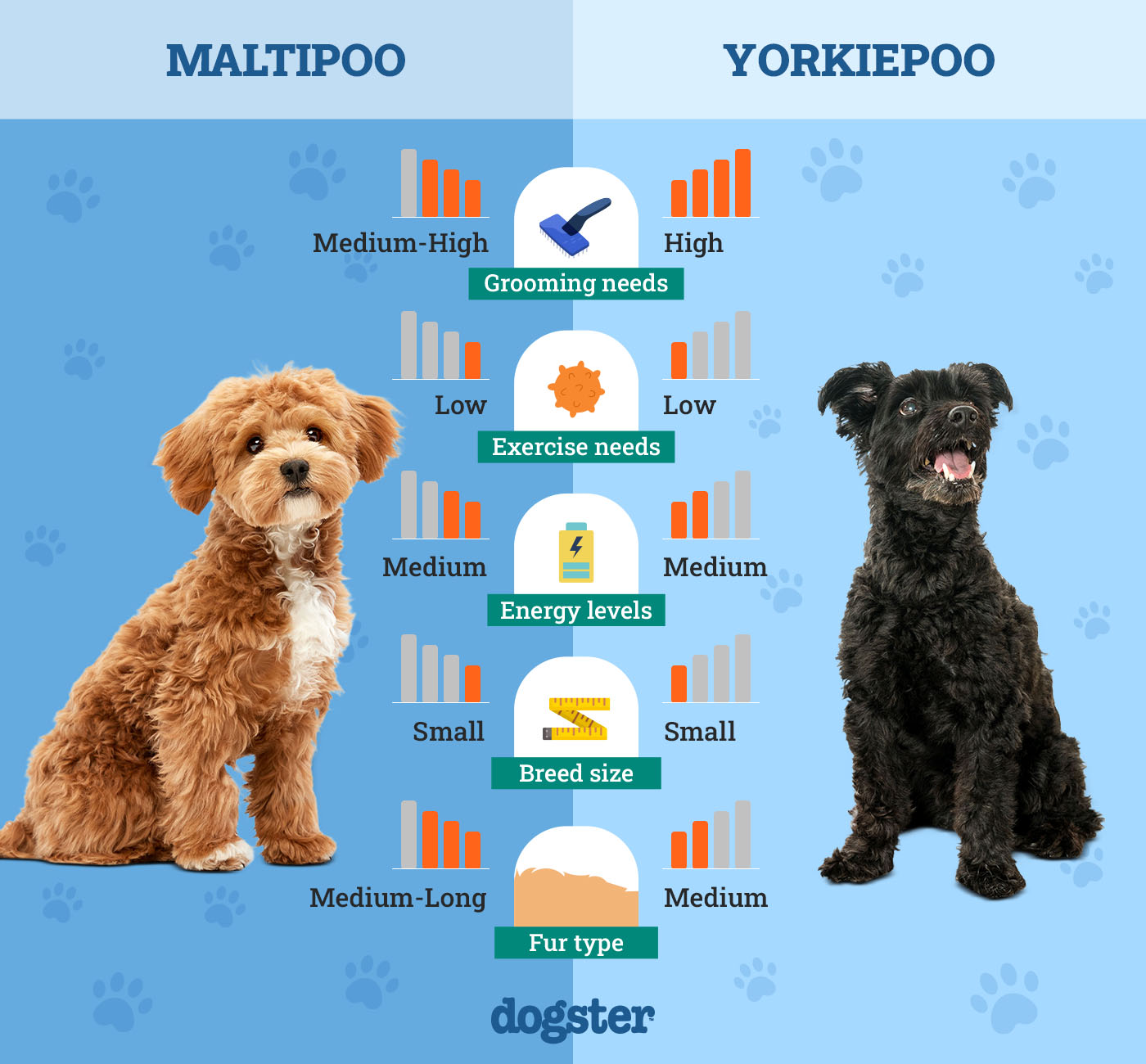 Dogster_Side by Side Comparison_ Maltipoo vs Yorkiepoo