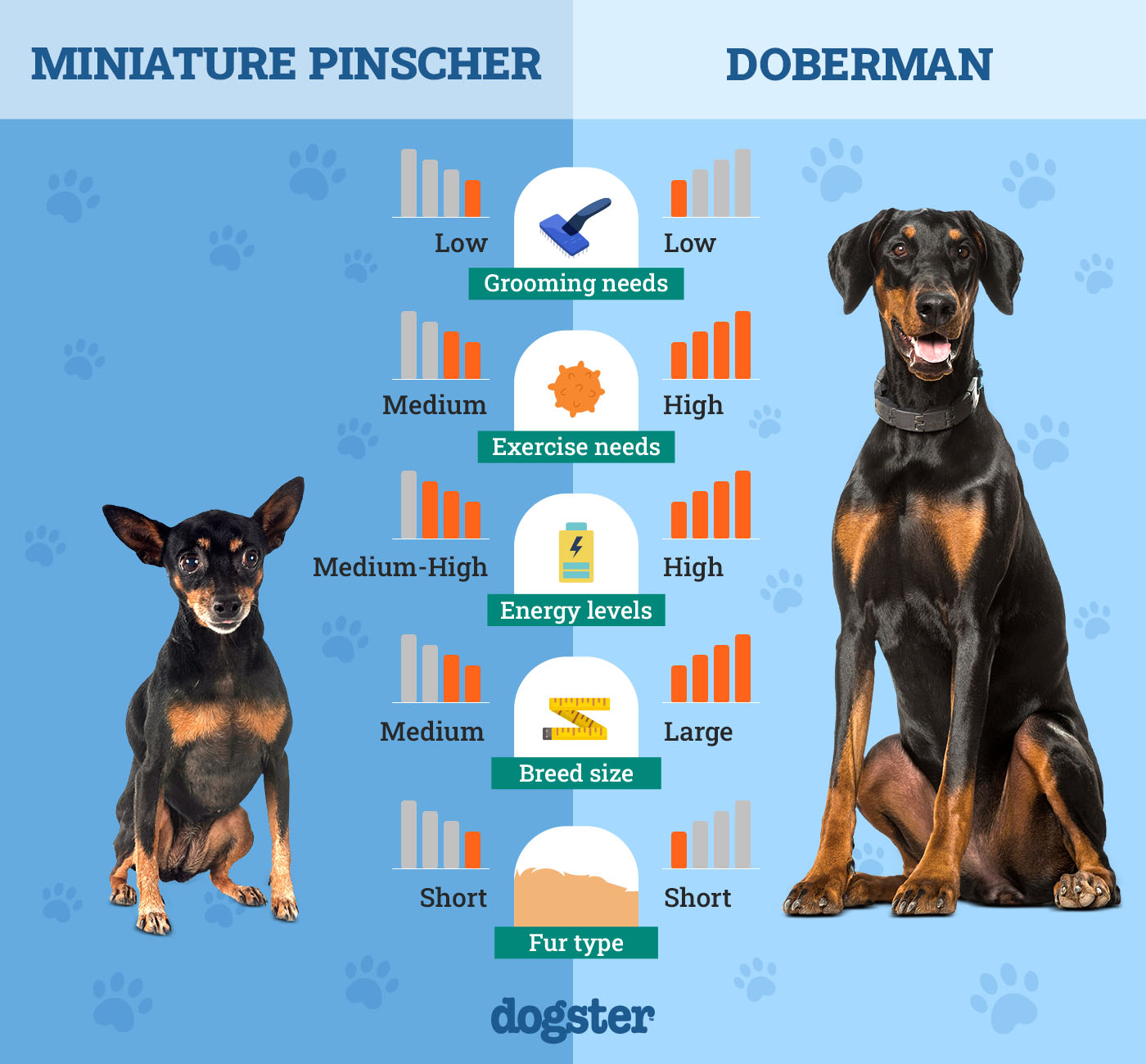 Dogster_Side by Side Comparison_ Miniature Pinscher vs Doberman