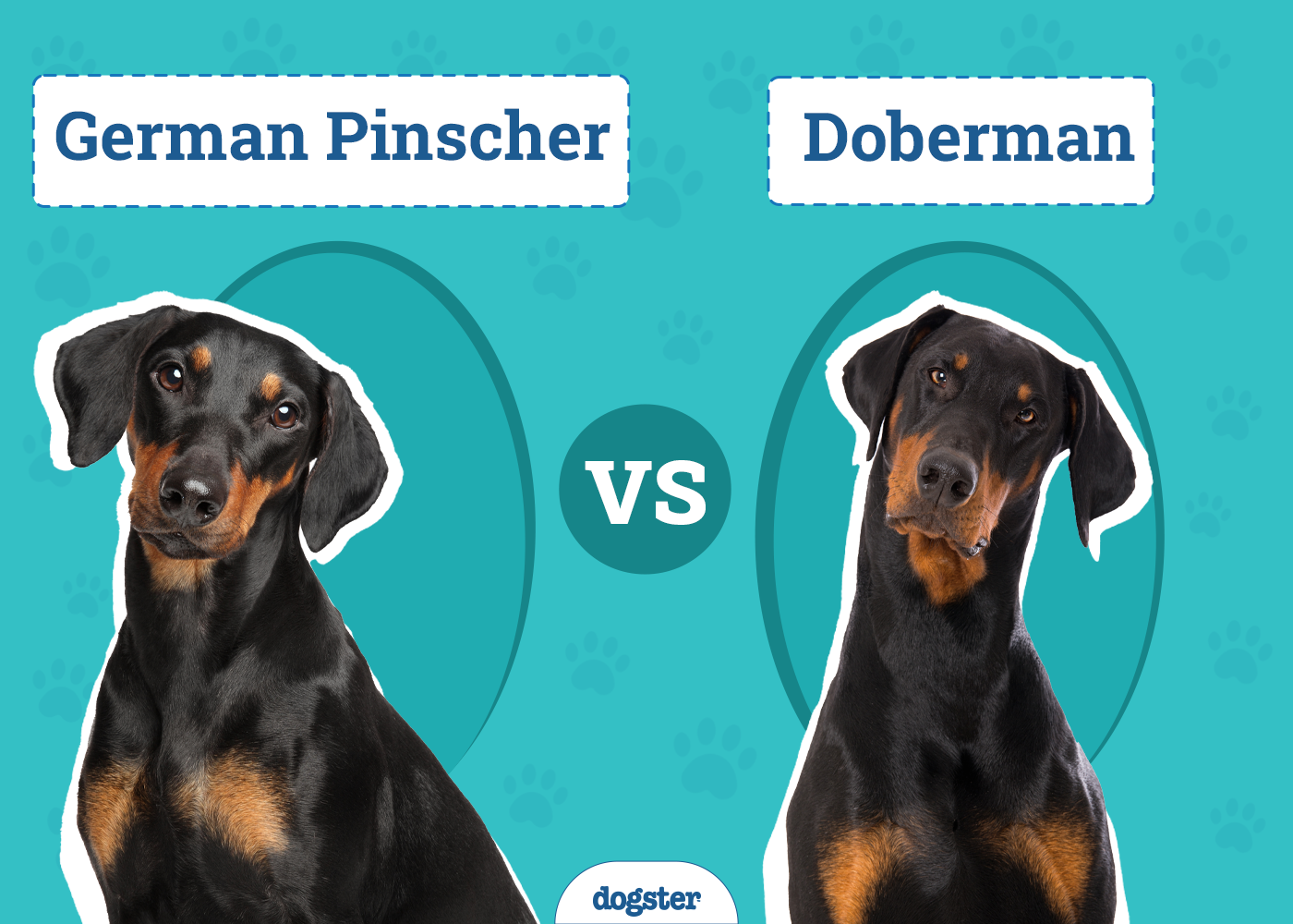 German Pinscher vs Doberman: The Differences (With Pictures)