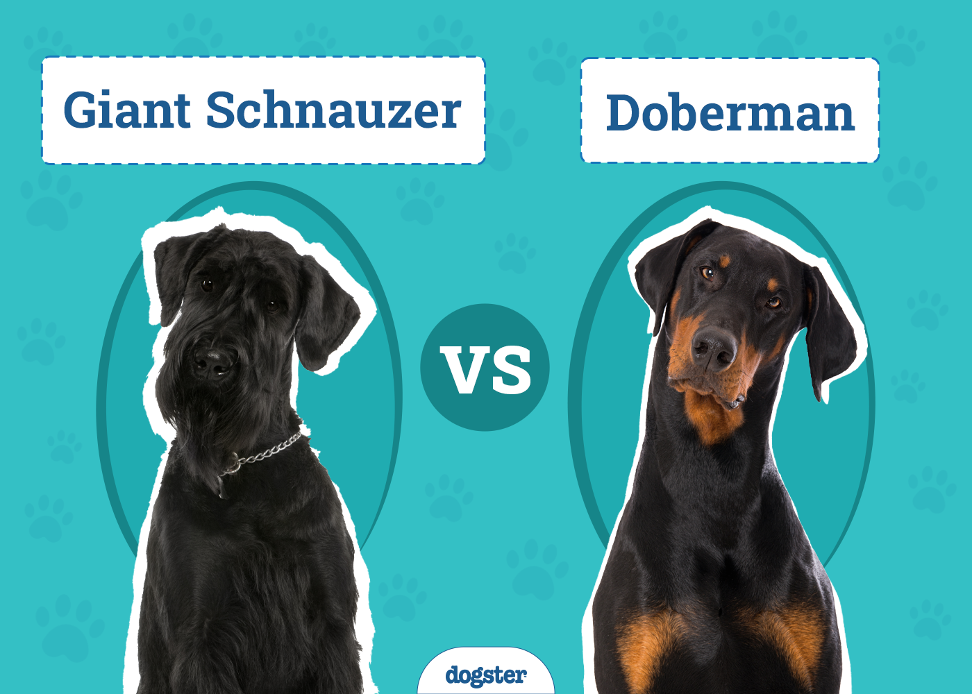 Giant Schnauzer vs Doberman: Vet-Reviewed Differences (With Pictures)