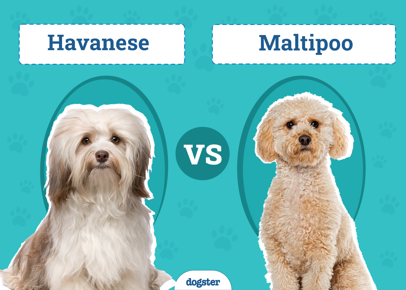 Havanese vs. Maltipoo: What’s the Difference? (With Pictures)