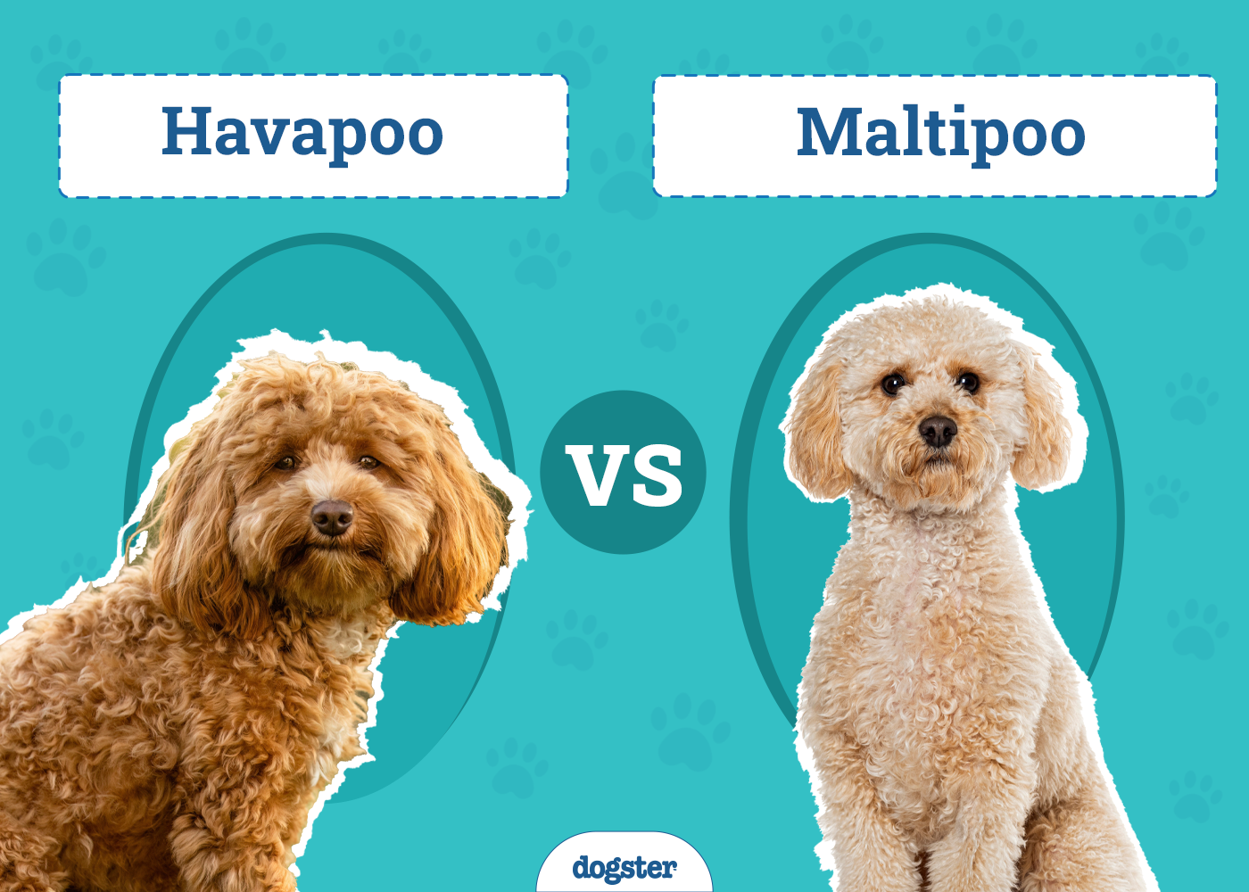 Havapoo vs. Maltipoo: The Main Differences (With Pictures)