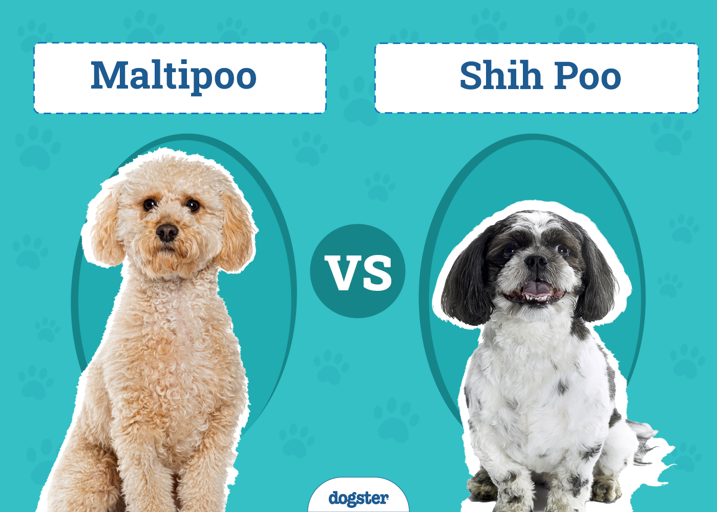 Maltipoo vs Shih Poo: The Differences (With Pictures)