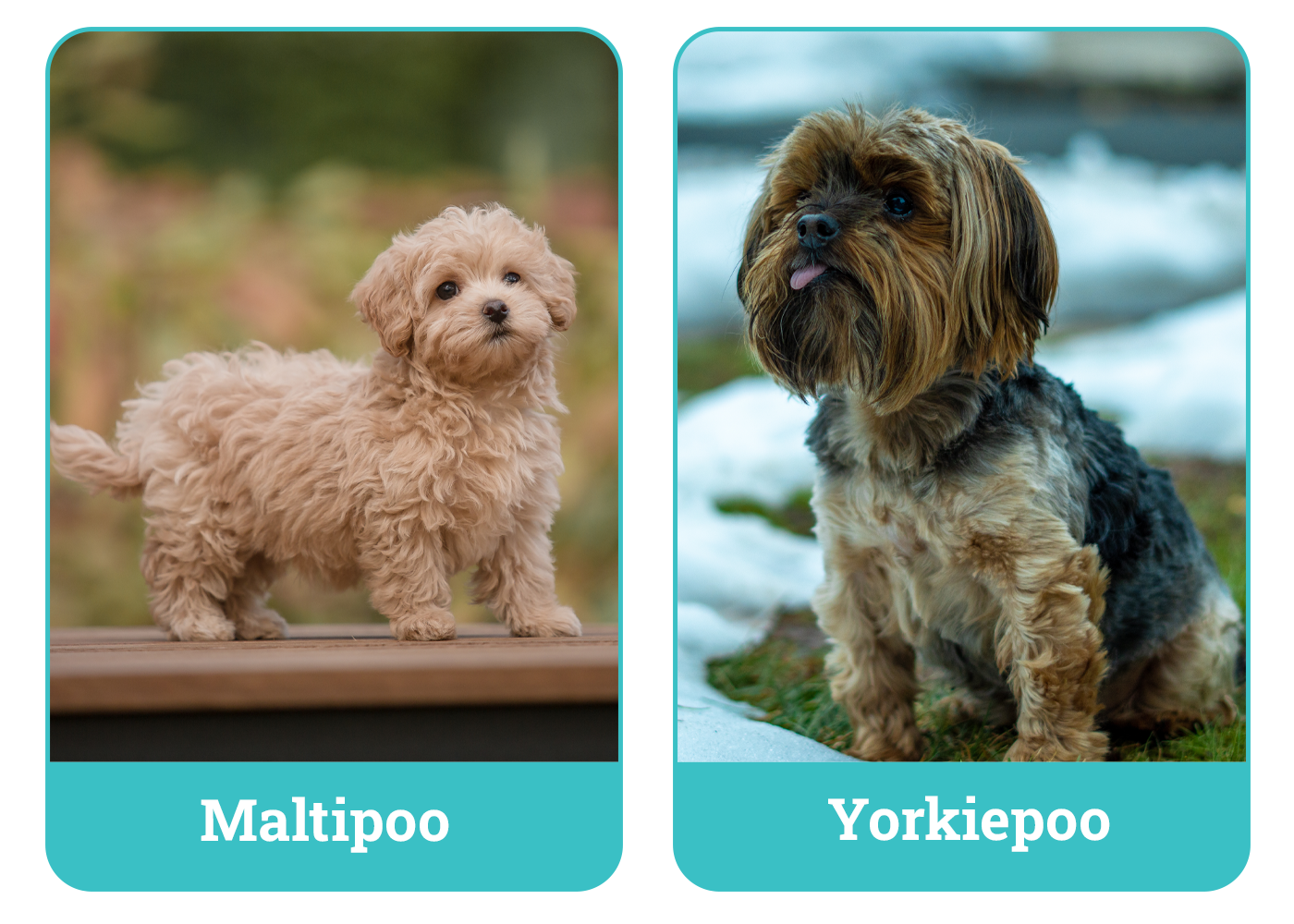 Maltipoo vs Yorkiepoo