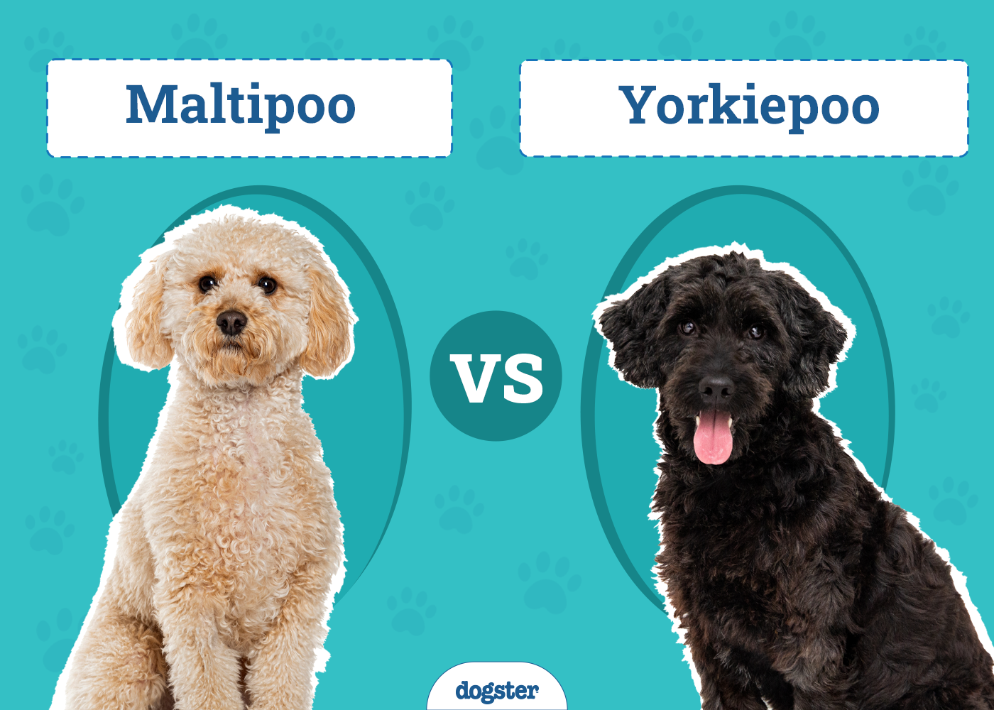 Maltipoo vs Yorkiepoo: The Differences (With Pictures)