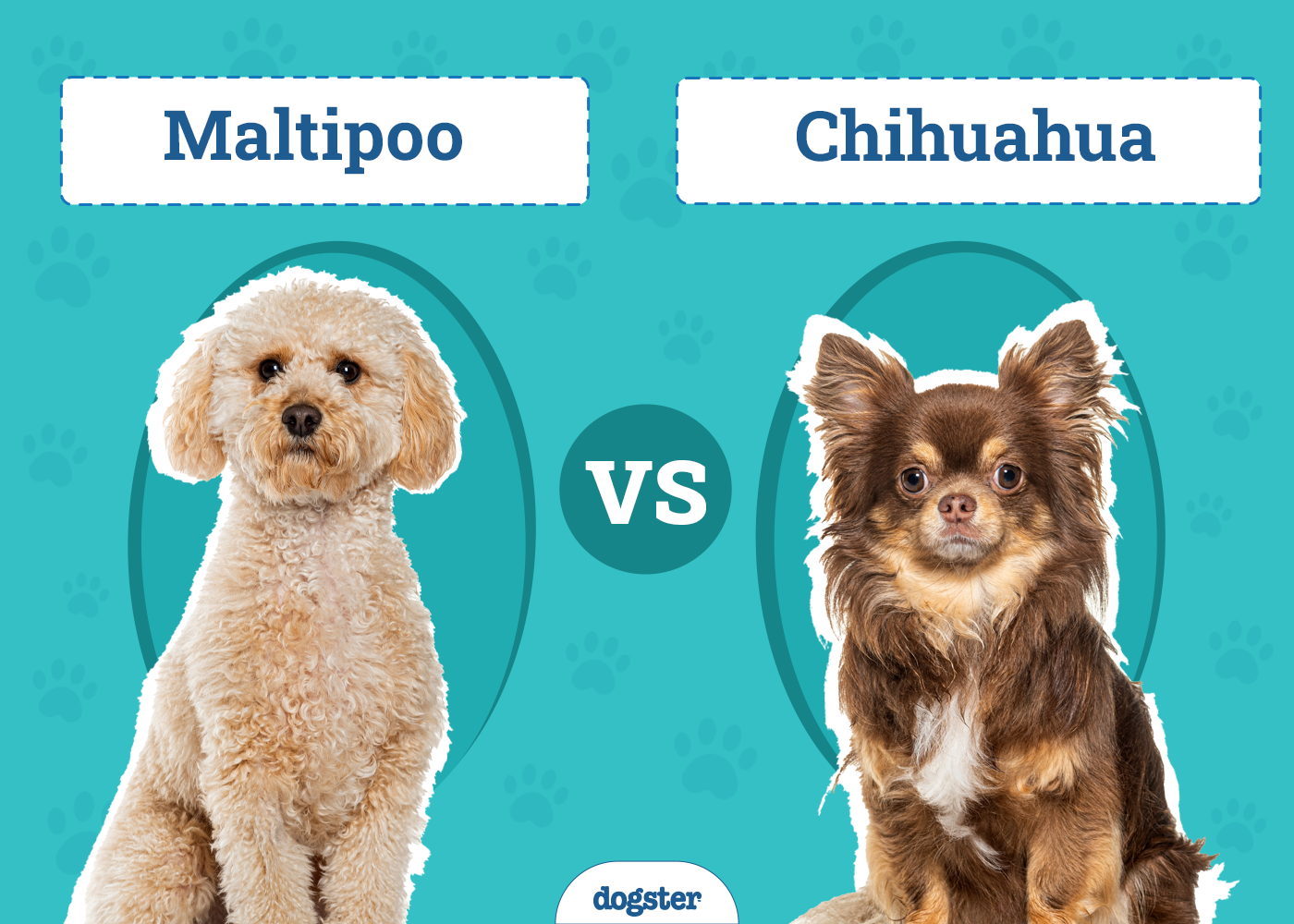 Maltipoo vs. Chihuahua: What’s the Difference? (With Pictures)