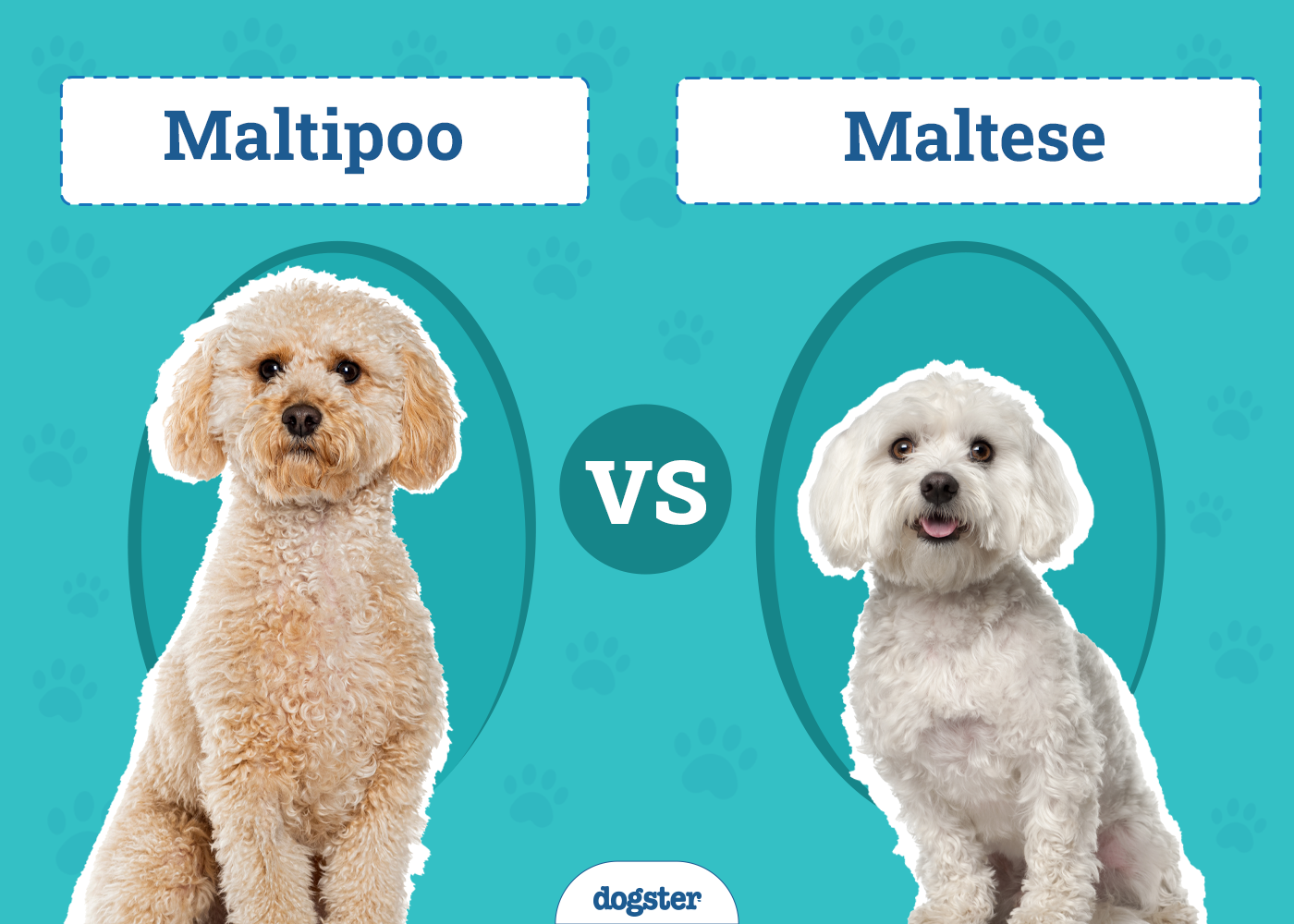 Maltipoo vs. Maltese: What’s the Difference? (With Pictures)