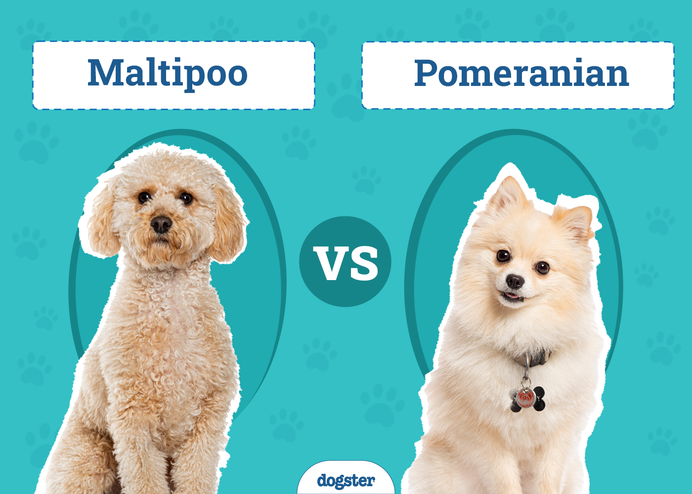 Maltipoo vs. Pomeranian: How Do They Compare? (With Pictures)