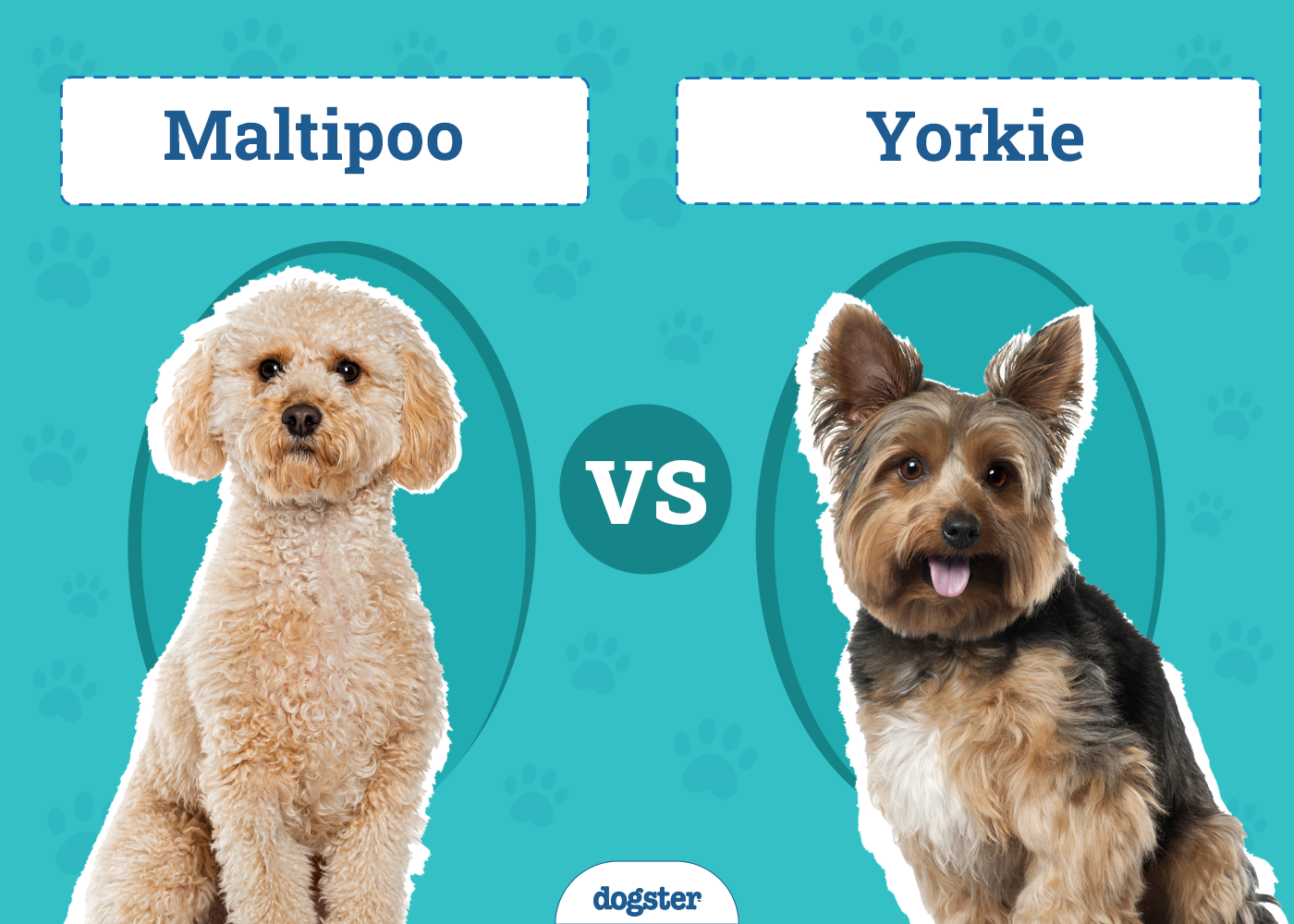 Maltipoo vs. Yorkie - How Do They Compare? (With Pictures)