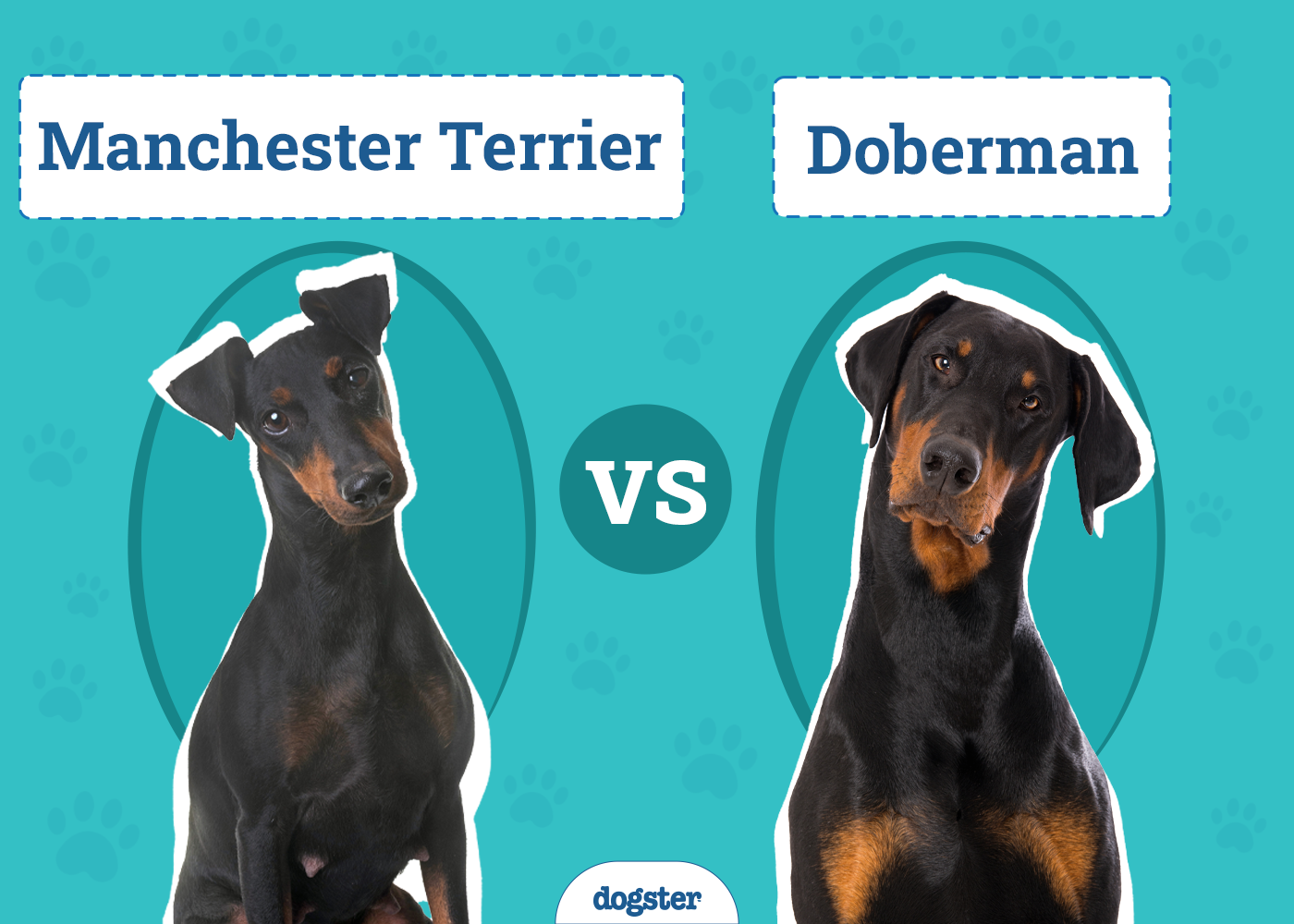 Manchester Terrier vs Doberman: The Differences (With Pictures)
