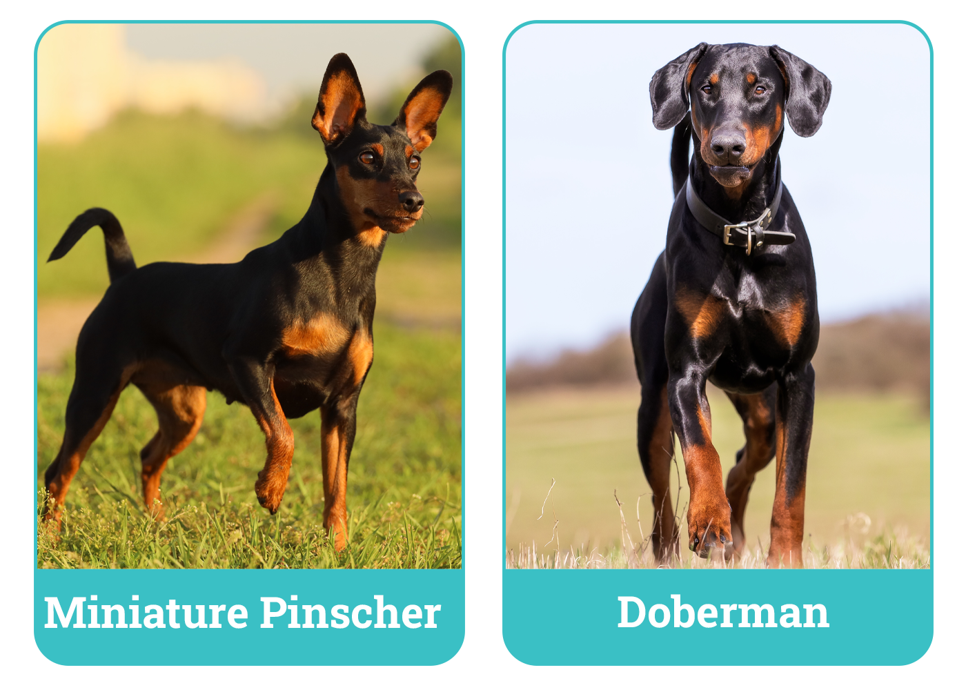 Miniature Pinscher vs Doberman