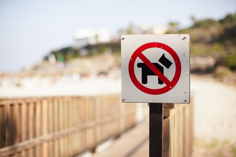 Is Redondo Beach Dog-Friendly? 2026 Guide, Safety Tips & FAQ