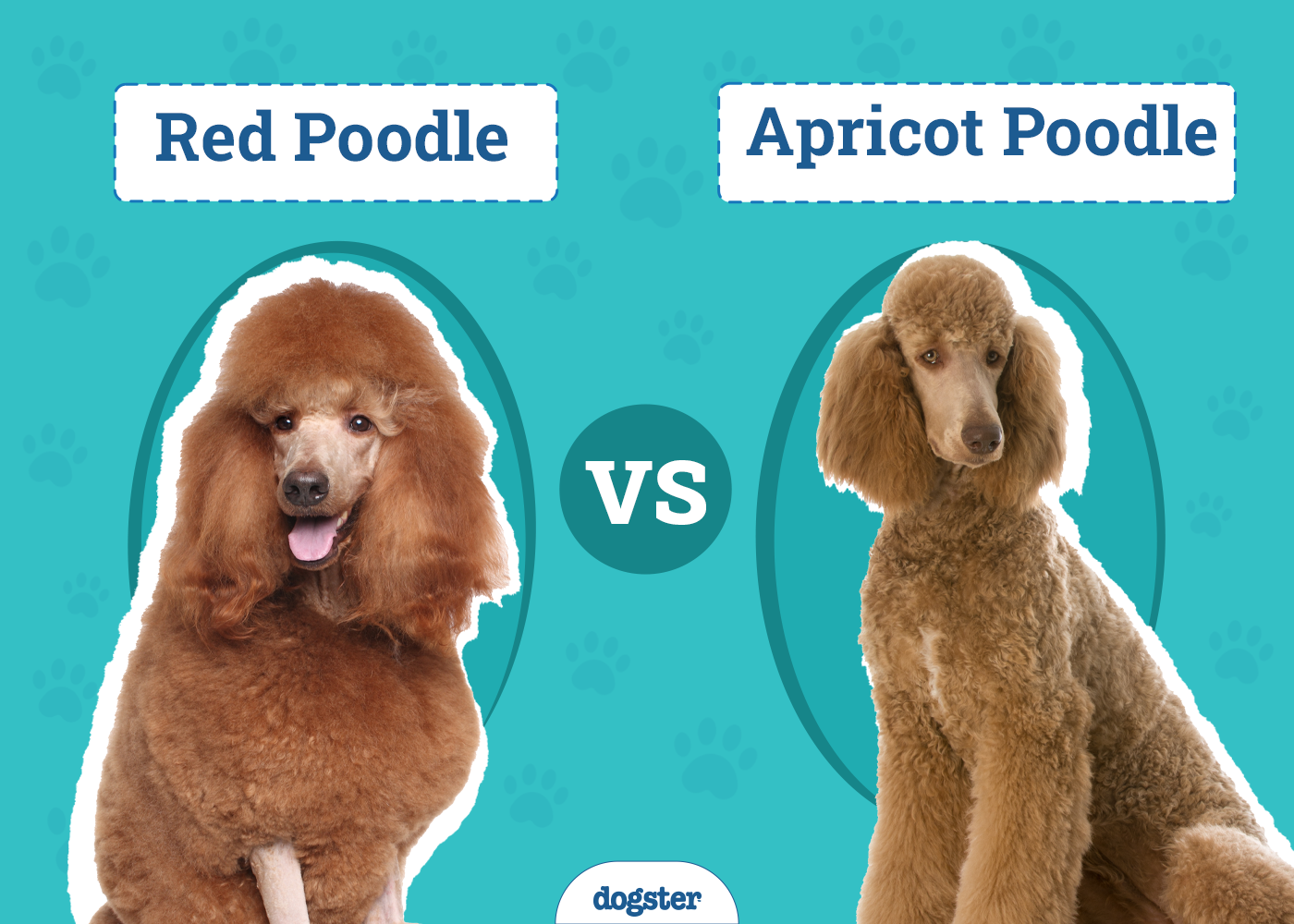 Red vs Apricot Poodle: The Differences Explained (With Pictures)