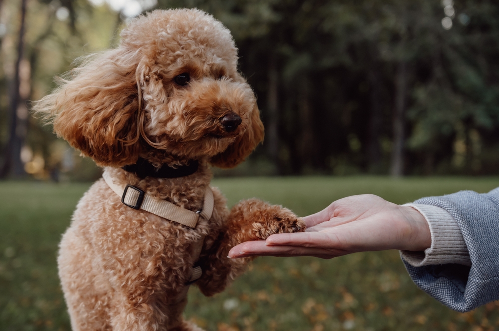 Toy Poodle giving paw to trainer