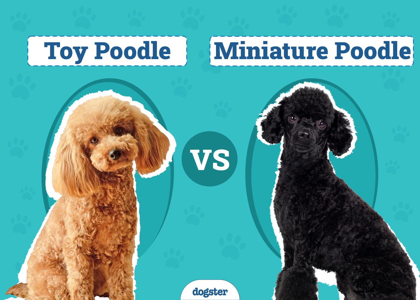 Toy Poodle vs Miniature Poodle: The Differences (With Pictures)