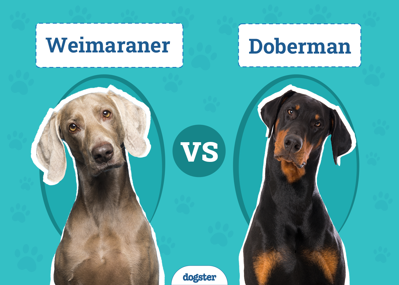Weimaraner vs. Doberman: Key Differences (With Pictures)