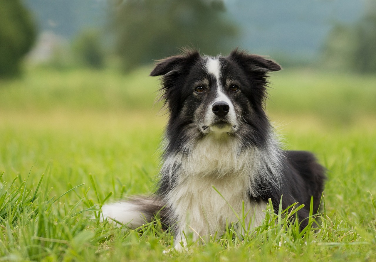 black and white australian shepherd lying on grass