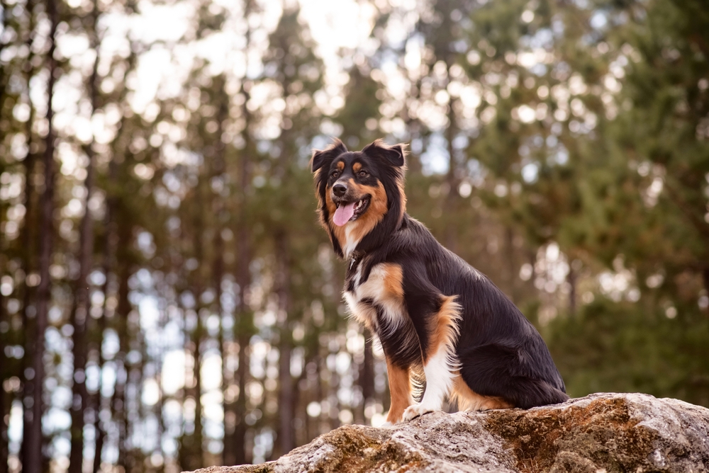 black-tri-color-australian-shepherd