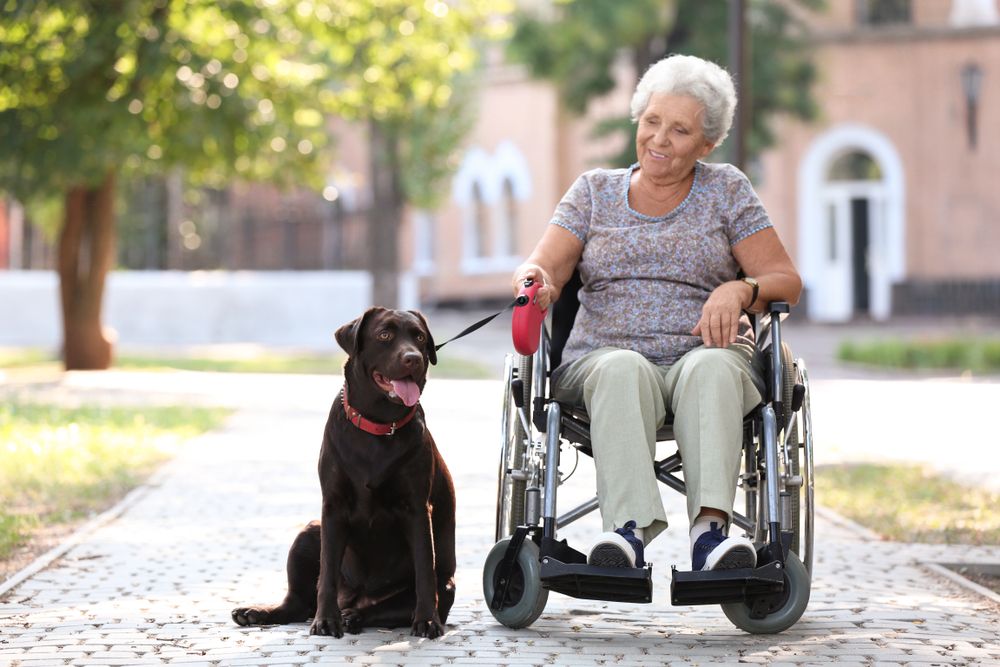 chocolate-labrador-mobility-dog-and-a-senior-woman