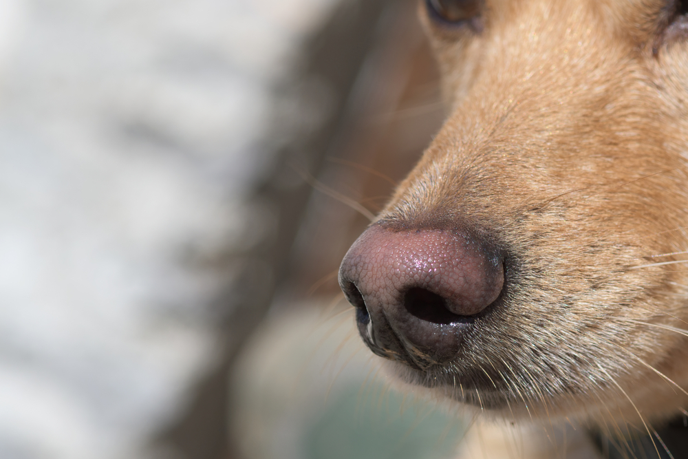 close up of dog's nose