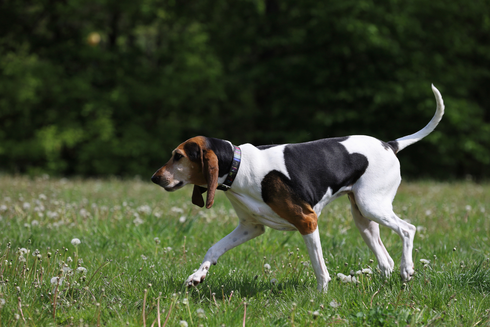 english fox hound running in a field