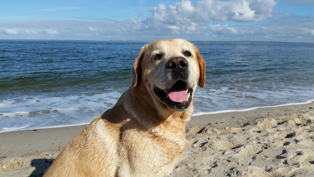 labrador-dog-at-the-beach