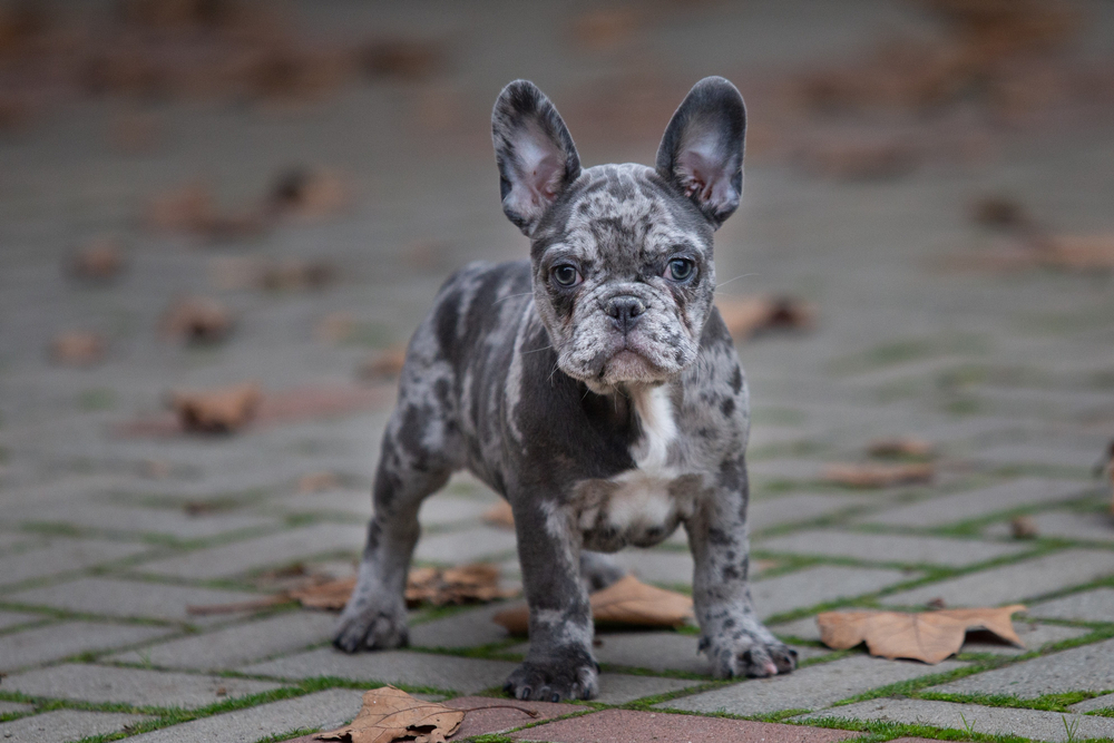merle french bulldog puppy standing outdoor