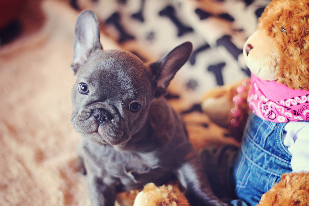 micro teacup french bulldog