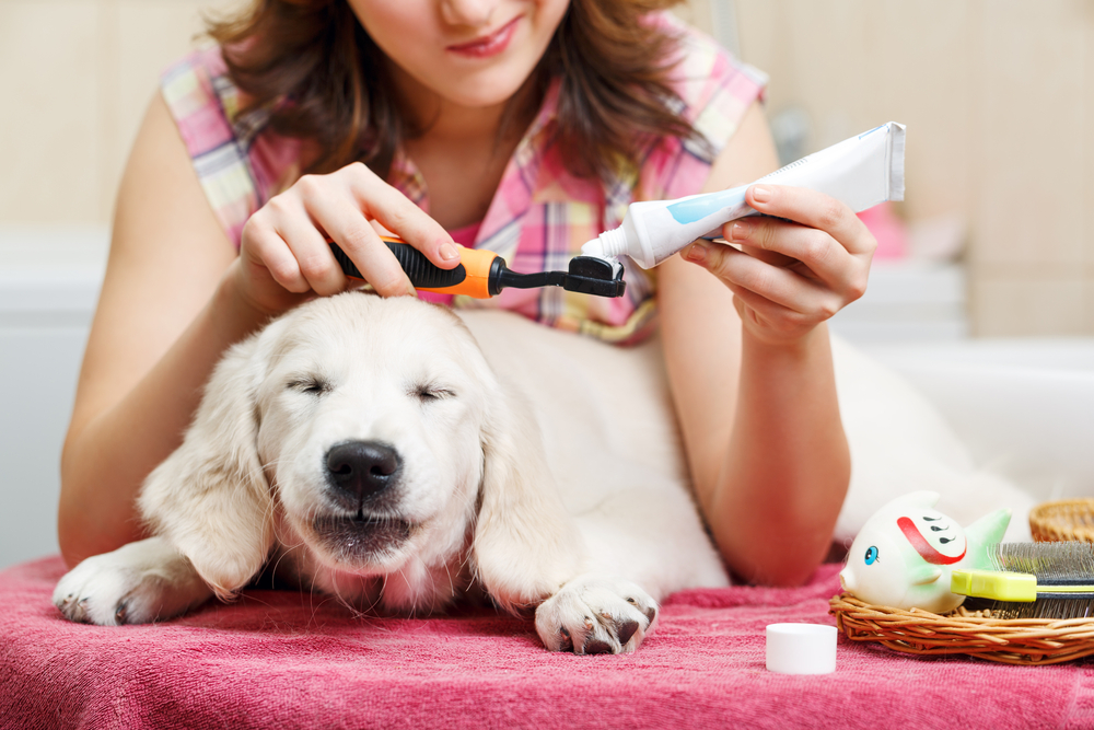 9 Best Puppy Toothpastes in 2026: Reviews & Top Picks