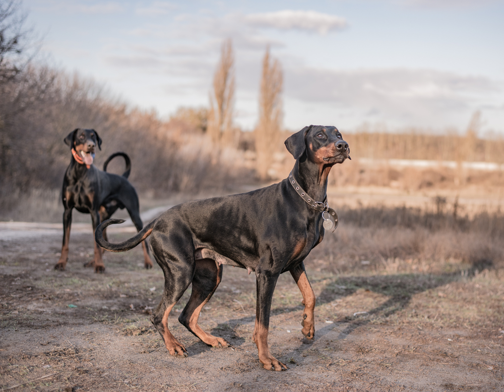 Why Is My Doberman So Skinny? 4 Vet-Reviewed Reasons