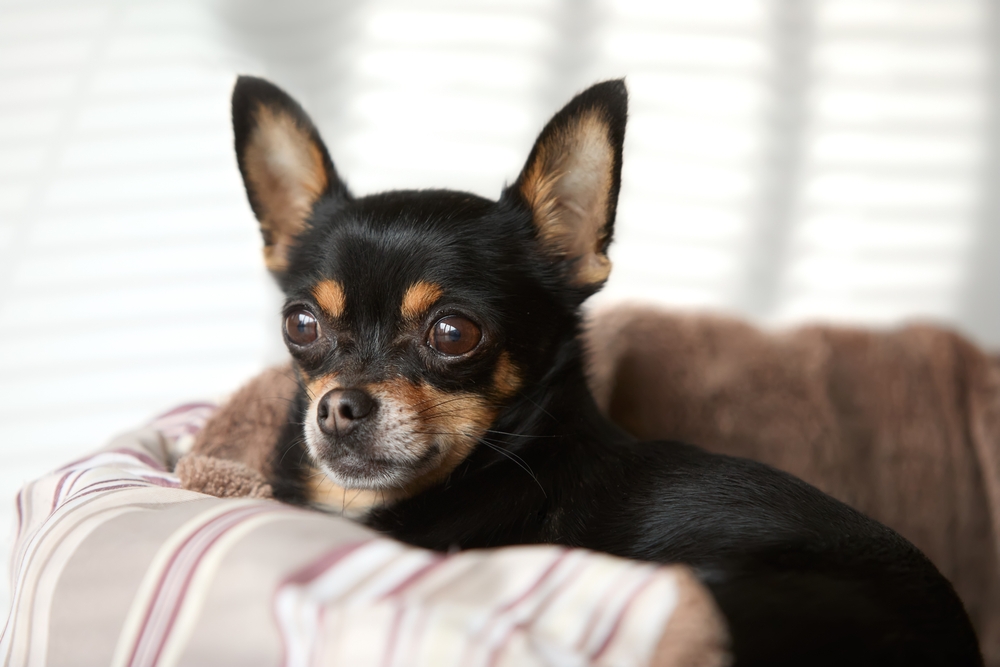 How Big Is a Chihuahua's Brain? Vet Approved Facts & FAQ
