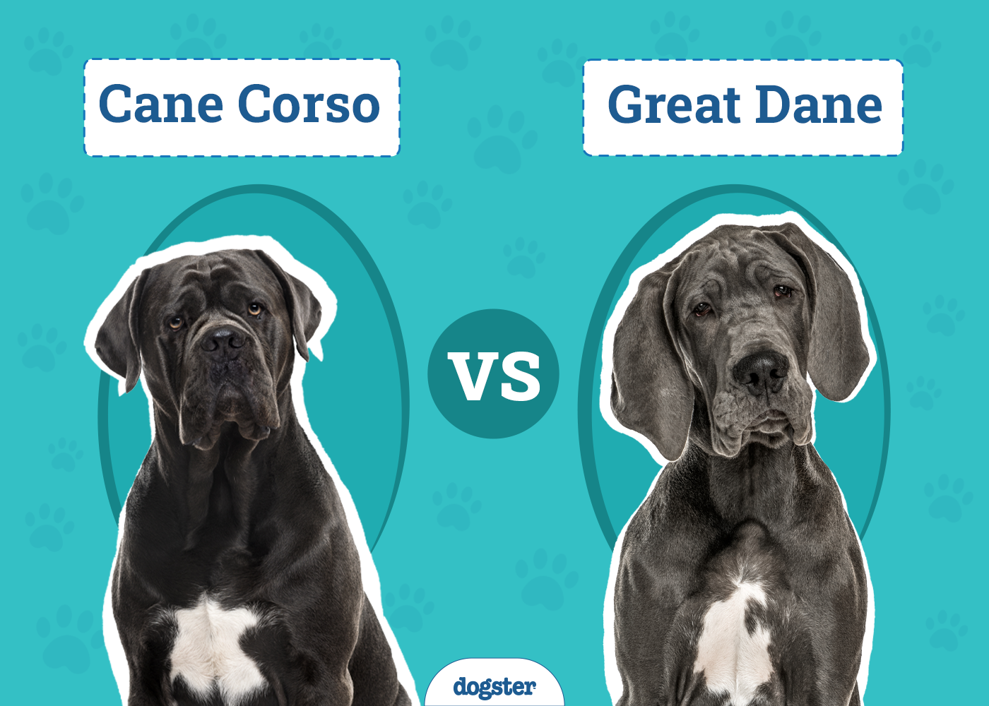 Cane Corso vs Great Dane: The Differences (With Info & Pictures)