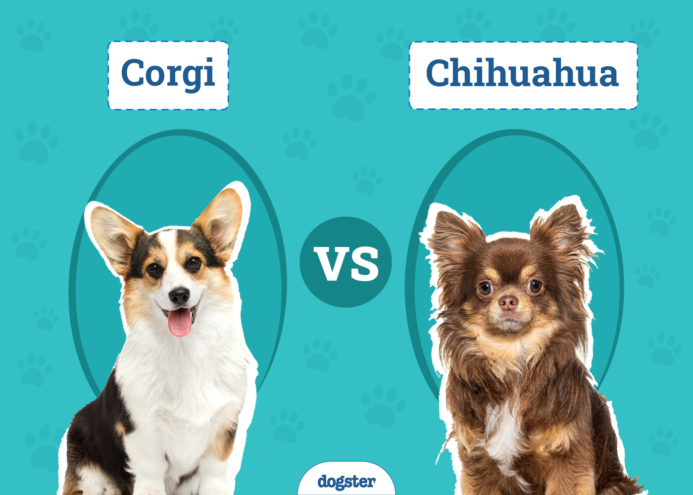 Corgi vs Chihuahua: The Key Differences (With Pictures)