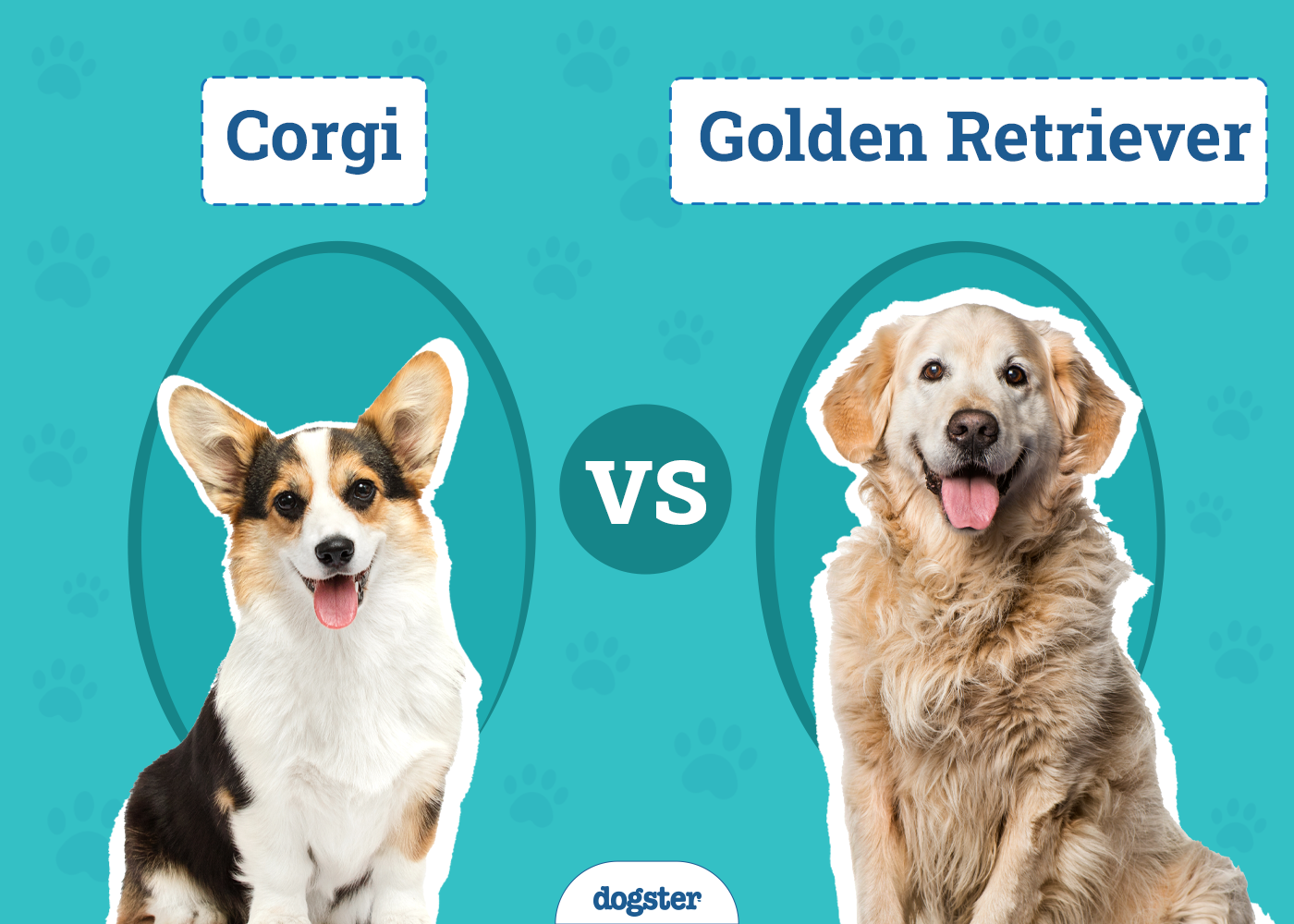 Corgi vs Golden Retriever: The Key Differences (With Pictures)