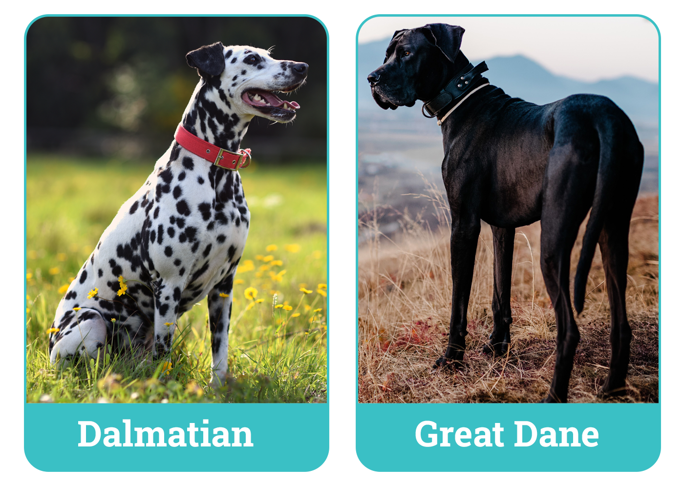 Dalmatian vs Great Dane
