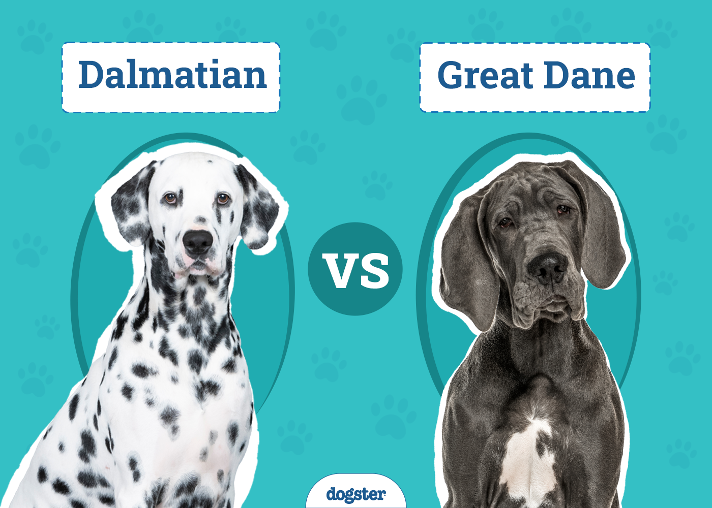 Dalmatian vs Great Dane: Key Differences (With Pictures)