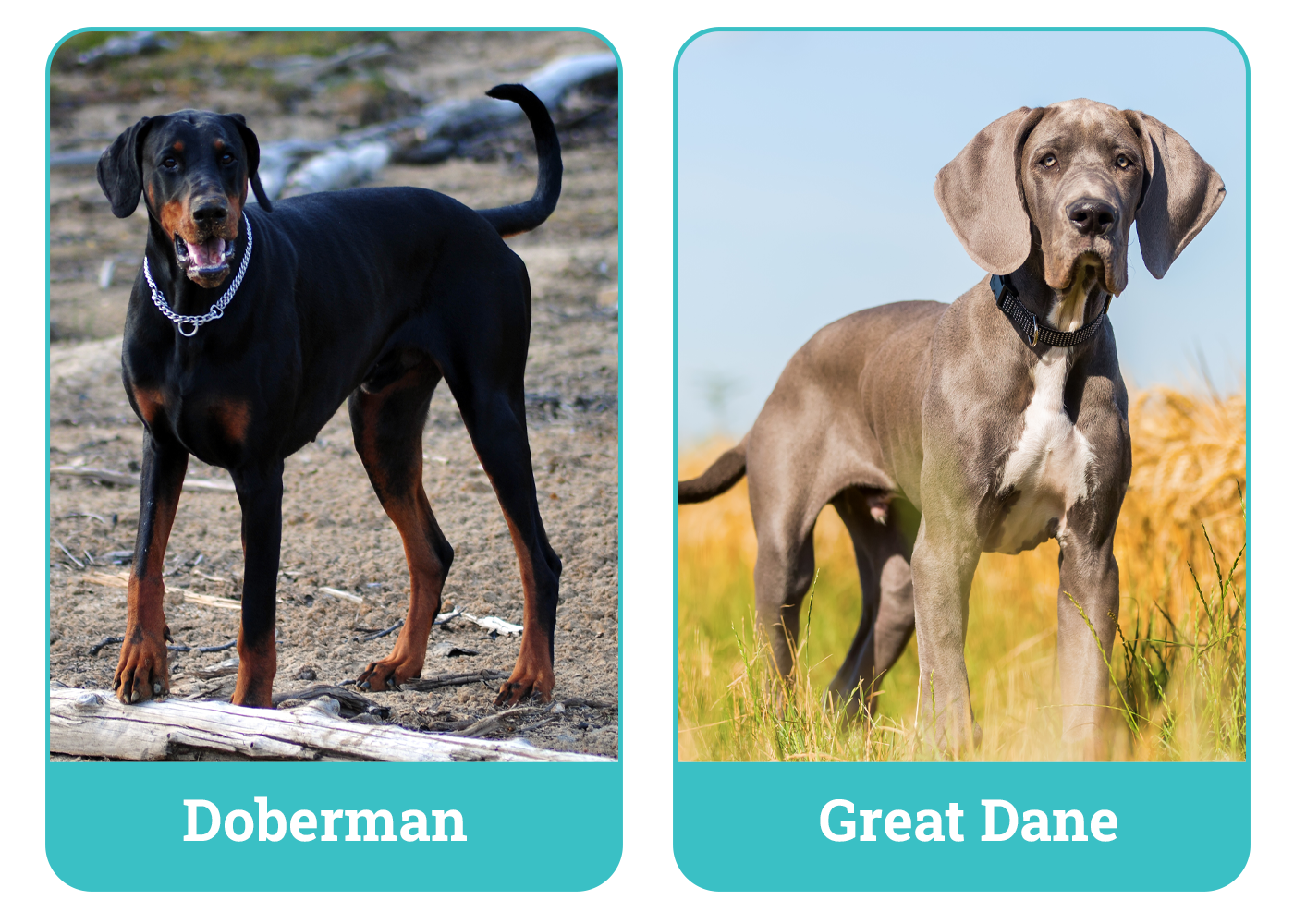 Doberman vs Great Dane