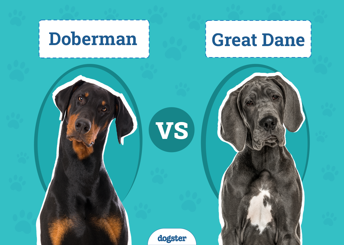 Doberman vs Great Dane: Key Differences (With Pictures)