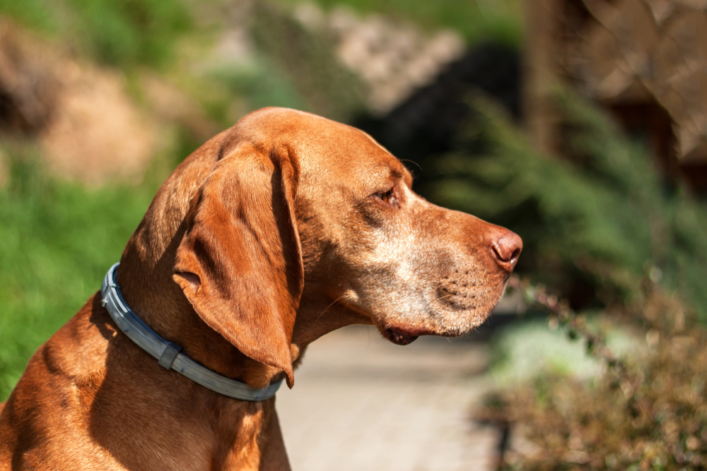 Dog wearing a flea collar