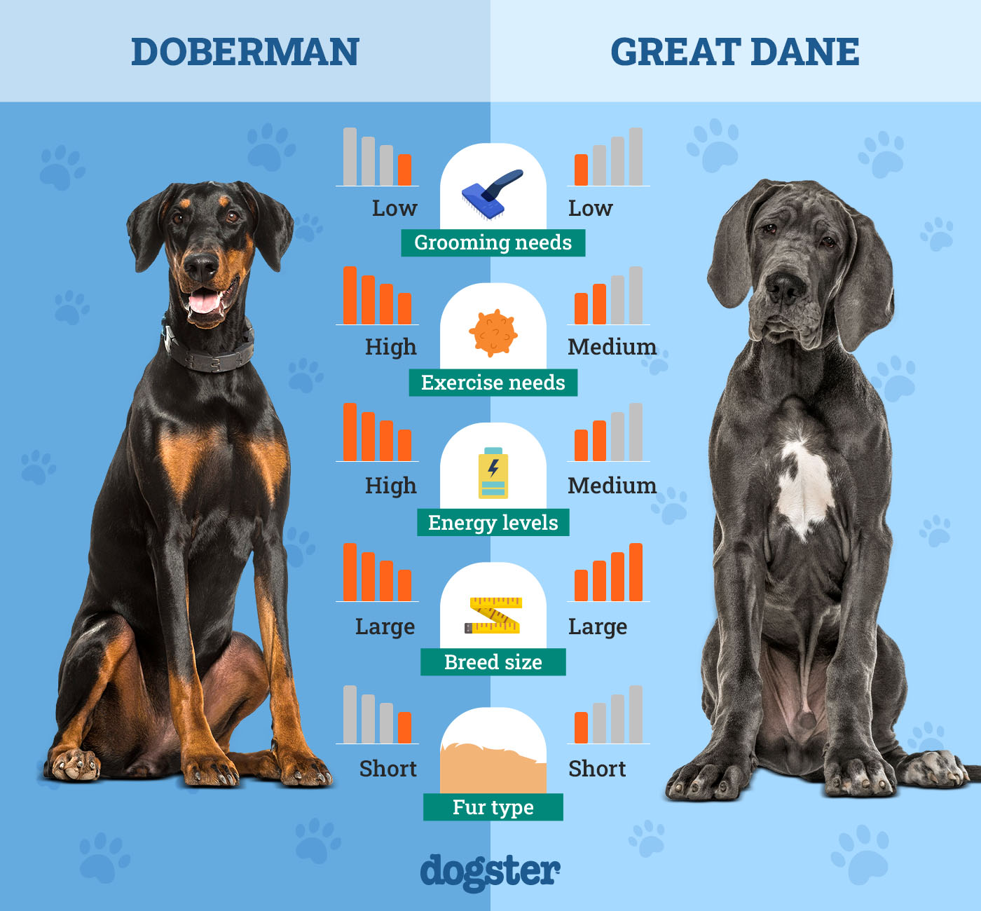 Dogster_Side by Side Comparison_ Doberman vs Great Dane