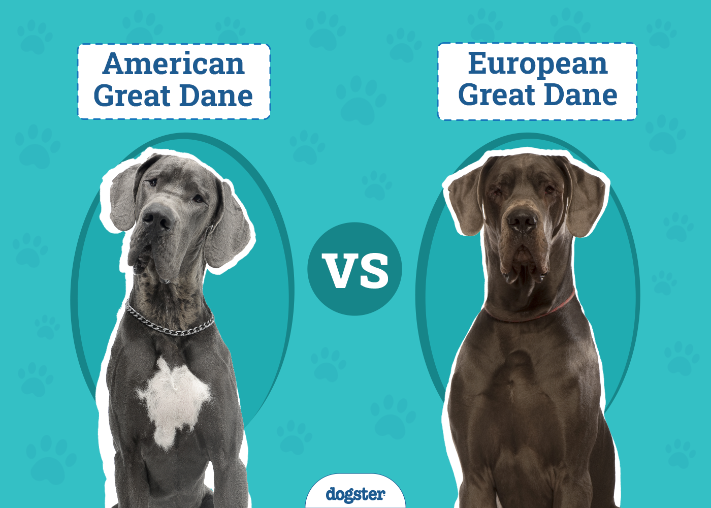 American vs European Great Dane: Which Pet Should You Choose? (Vet-Reviewed)