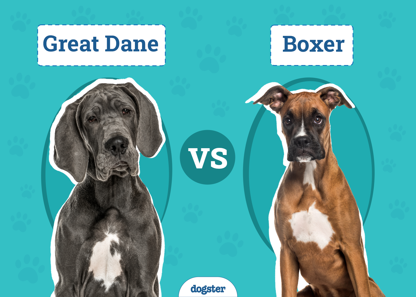 Great Dane vs Boxer: Differences Explained (With Pictures)
